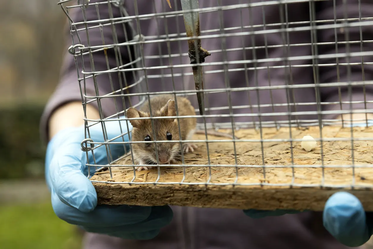 A mouse caught in a mousetrap being held by a pest control specialist.